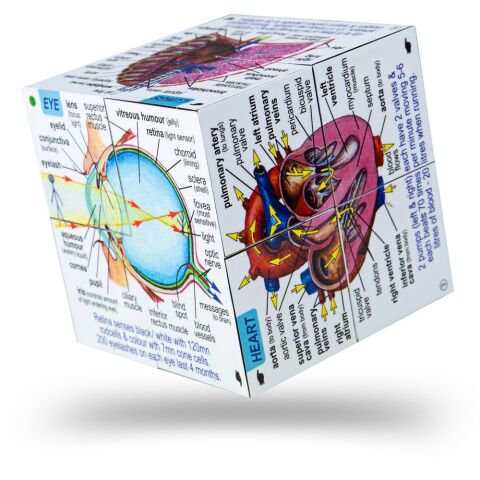 Zoobookoo Book in a nutshell Human body
